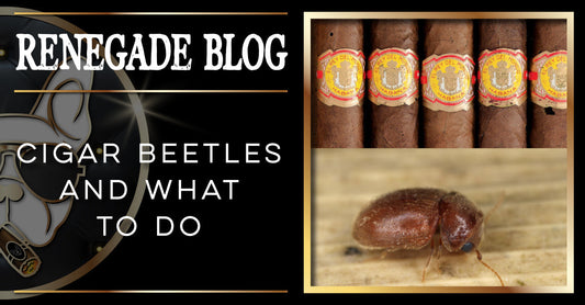 cigar beetles and what to do